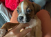 Boxer x Boston terrier. Aka mini boxer quick sale