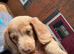 KC REG Long Haired Miniature Dachshunds
