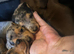 Miniture dachshunds