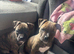8 week old alapha x American bulldog pups