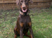 Beautiful chocolade and tan doberman boy