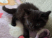 4 adorable kittens
