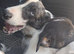 Farm reared pups
