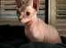 Female sphynx for rehome