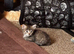 Stunning kittens for sale!