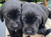 THESE 2 GORGEOUS CHUNKY SHOW BLACK LABRADOR BOY PUPPIES (PICTURED) ARE LOOKING FOR A LOVING FAMILY HOME .