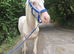 Cremello Gelding for sale