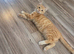 Pixie bob mixed kittens