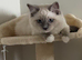 Female ragdoll