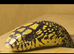 King Rat Snake