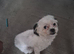 Rehome sitzu girl 1 year