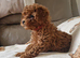 7 DEEP RED CAVAPOO PUPPIES