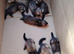 Kits for sale x8