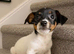 Jack russles girls