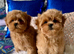 Stunning Asian Shihpoo puppies