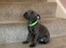 Beautiful blue Staffordshire bull terrier puppies