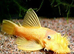 Bristlenose Pleco Fish