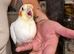 Hand reared baby Cockatiels