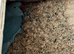 Breeding pairs India ringneck available good offer