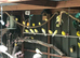 Young canaries available