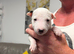 Beautiful English Bull Terrier Puppies