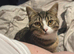 Pebbles 9 Month Old British Shorthair