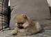 Pomeranian puppies KC registered