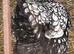 Breeding pair of silver laced wyandotte