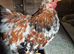 Pair of millefleur pekin bantams