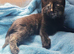 GIRLS KITTENS