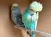 Breeding pair 2023 exhibition budgies