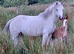 Beautiful Grey Registered Section A Mare with foal at foot