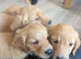 Beautiful KC registered Golden Retriever puppies