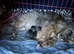 Full Maine coon kittens ready now