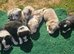 Beautiful Border Collies For Sale