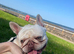 Boris french bulldog