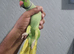 Indian Ringneck parrot