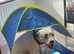 Sky (American bully dog crossed)