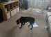 Lad xstaffy