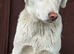 HAPPY – Living Proof That Rescue Dogs Never Stop Smiling