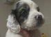 Tiny toy cockapoo