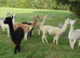 Females alpacas - Group of 6 pretty girls