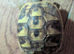 Hermann tortoise female 15months old