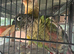 Mated pair of conures