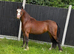 Stunning 3-Year-Old Bay Gelding