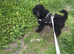 10 weeks old mini poodle male