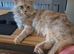 Baby Maine Coon Floofs