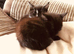 8 week kittens