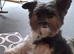 Purebred Pedigee Biewer Terrier Proven Stud