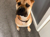 Sharpei cross staffy
